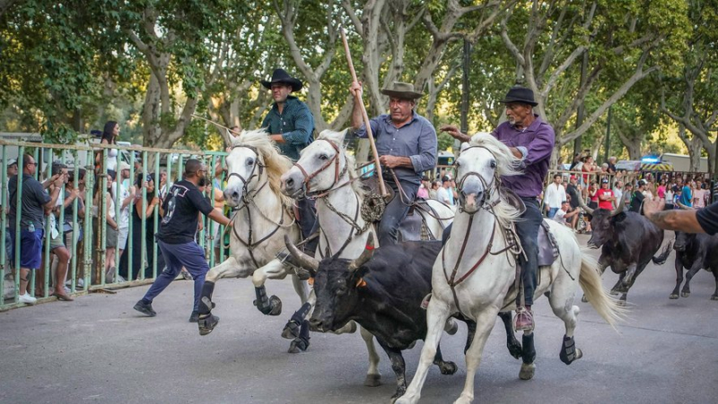 The Camargue: 5 traditions to understand the Camargue world