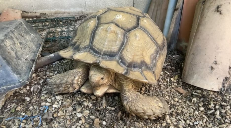 Passion Tortues : Un refuge qui soigne et accueil 1200 tortues à Vergèze