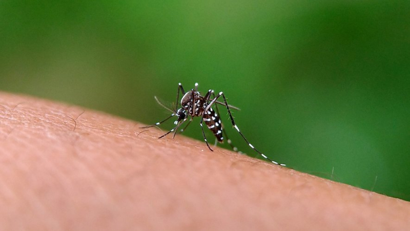 What is the relationship between man and the tiger mosquito ? A doctoral student is looking for volunteers in Occitania to study the question