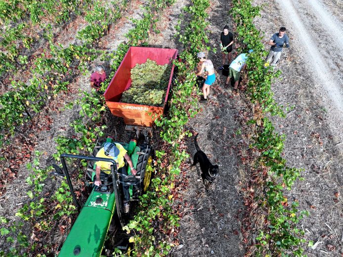 Between mildew and drought, the vines are crying for help and the winegrowers with them in the former Languedoc-Roussillon