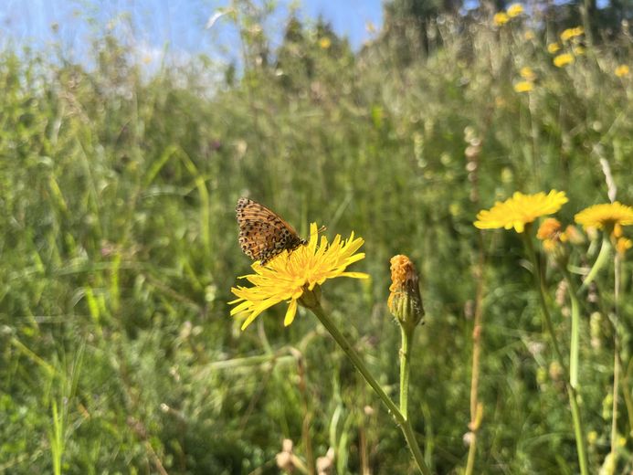 The must-see summer walks in Lozère: Lake Charpal on the Palais-du-Roi plateau