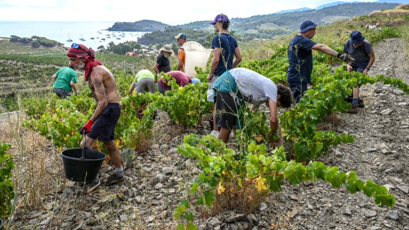 Between mildew and drought, the vines are crying for help and the winegrowers with them in the former Languedoc-Roussillon