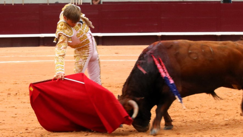 Les toros de Pedraza de Yeltes pour le retour d’Andy Younes aux Saintes