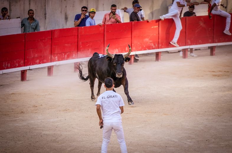 Les taureaux Bohémien et Castella s’accordent pour un final intense à la course camarguaise des Jeudis de Nîmes