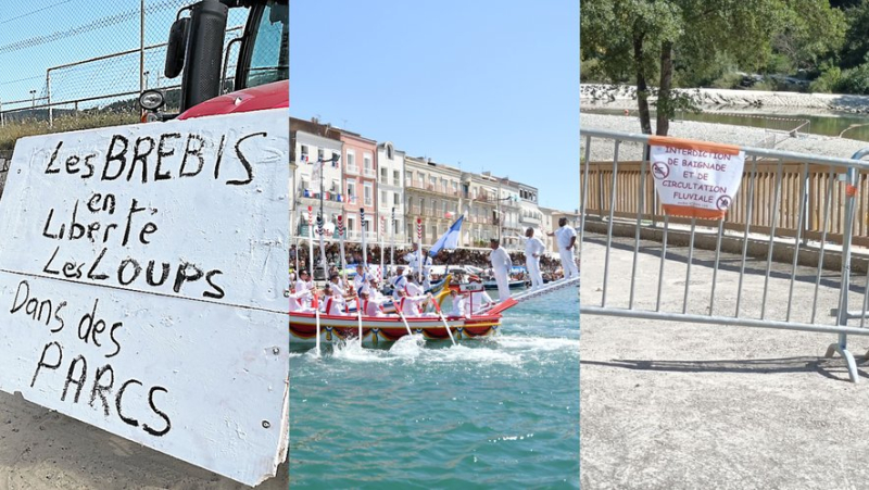 Eleveurs en colère contre le loup, les affiches de la Saint-Louis, cagnotte pour le barrage : l'essentiel de l'actualité en région