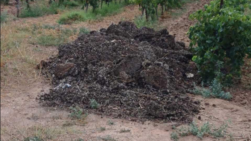 Des kilos de fientes et de pigeons morts déposés dans une vigne dans l'Hérault, le maire annonce porter plainte