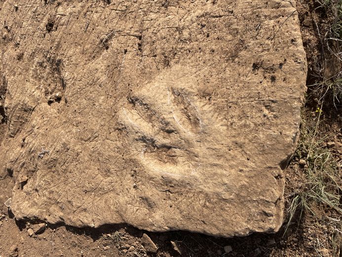 New dinosaur footprints discovered in Saint-Laurent-de-Trèves, a team of excavators is on site