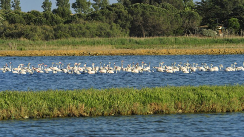 Discovering the ecosystems of the Grande Maïre ​​de Portiragnes