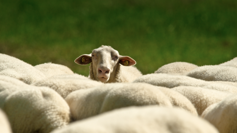 "Blue tongue" disease arrives in France: first outbreak of ovine bluetongue discovered on a farm in the North