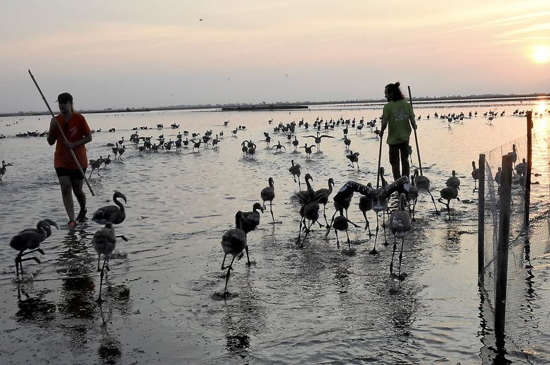 VIDEO. Ringing of young flamingos in Aigues-Mortes: what does this vast operation carried out at Salins du Midi consist of ?