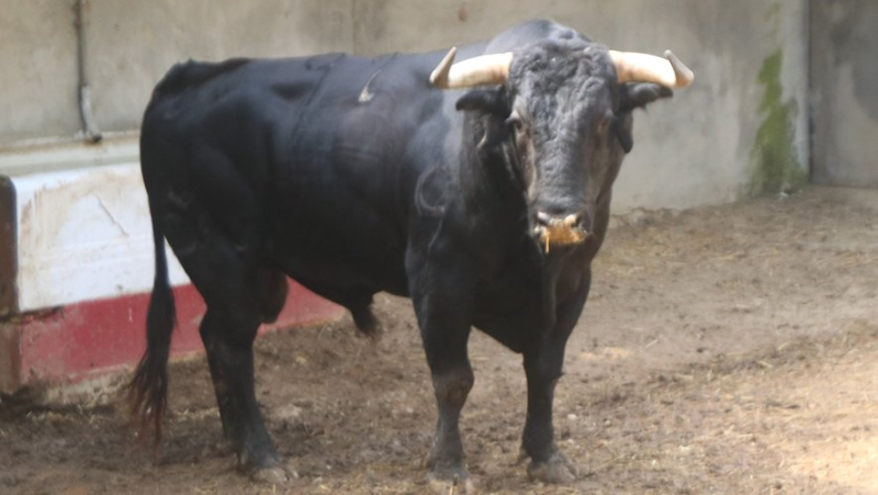 Feria de Béziers : Santiago Domecq, le meilleur élevage actuel