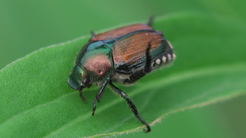 Japanese beetle outbreaks discovered on the Swiss border: French authorities call for vigilance