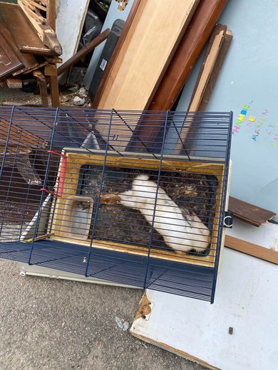 In Nîmes, the corpse of a rabbit in its cage thrown away with the trash