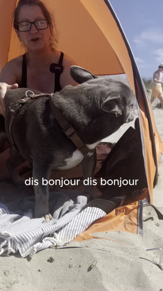 The Grand Travers beach, which allows dogs, is enjoying "incredible success", according to Stéphan Rossignol, mayor of La Grande-Motte.