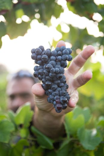 Saint-Gilles : À la découverte des vins d'exception de l'appellation "Costières de Nîmes"