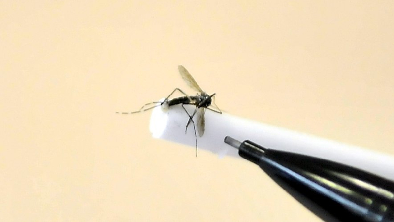 A case of indigenous dengue fever reported in Gard: the tiger mosquito is the cause