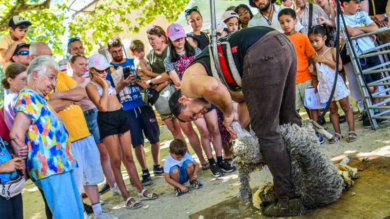 Cévennes, success of the 13th Génolhac wool day