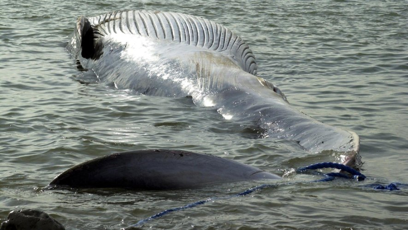 Japan expands commercial whaling of fin whales: animal rights activists warn