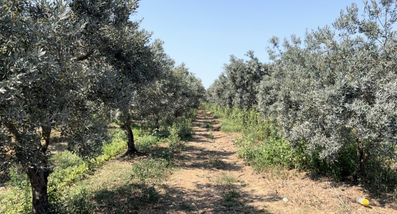 Olive de table ou en huile : la picholine, symbole de richesse gardoise