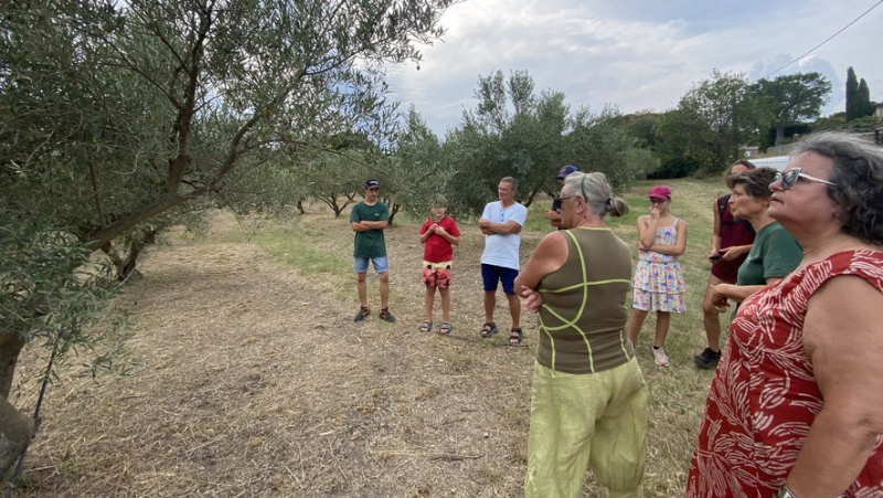 “It was important for me to open my estate to the public”: in Villeveyrac, immerse yourself in olive oil at the Moulin de la Dentelle