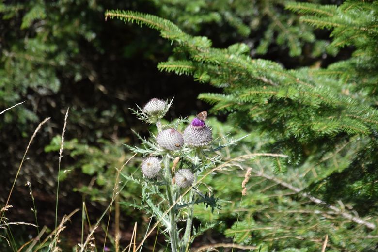 Une balade bucolique pour percer le secret des plantes du mont Lozère avec l’association Racines de terriens