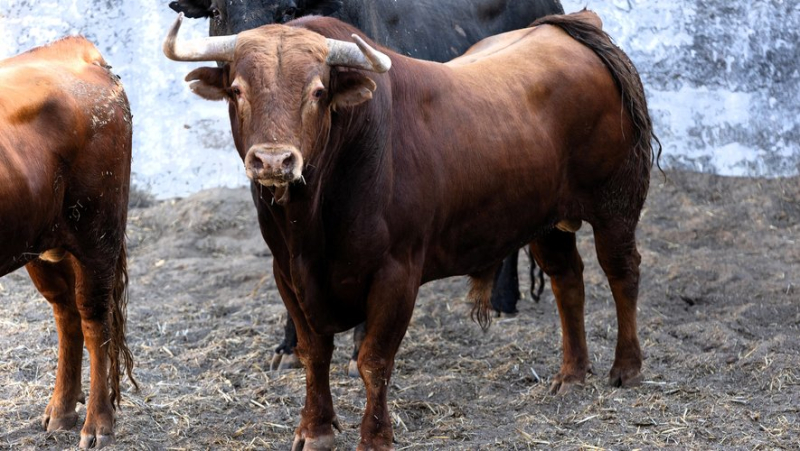 Les toros de Pedraza de Yeltes pour le retour d’Andy Younes aux Saintes