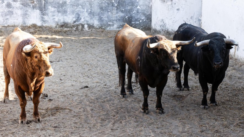 Les toros de Pedraza de Yeltes pour le retour d’Andy Younes aux Saintes