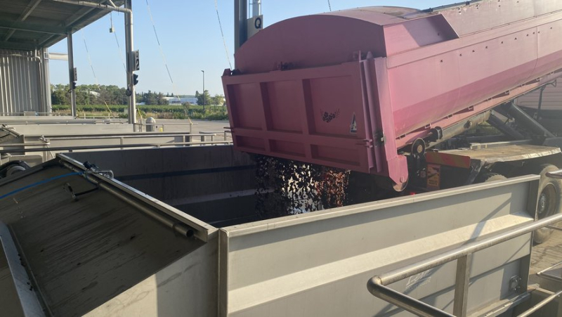 At 5 a.m. this Friday, the Codognan cellar kicked off the 2024 harvest!