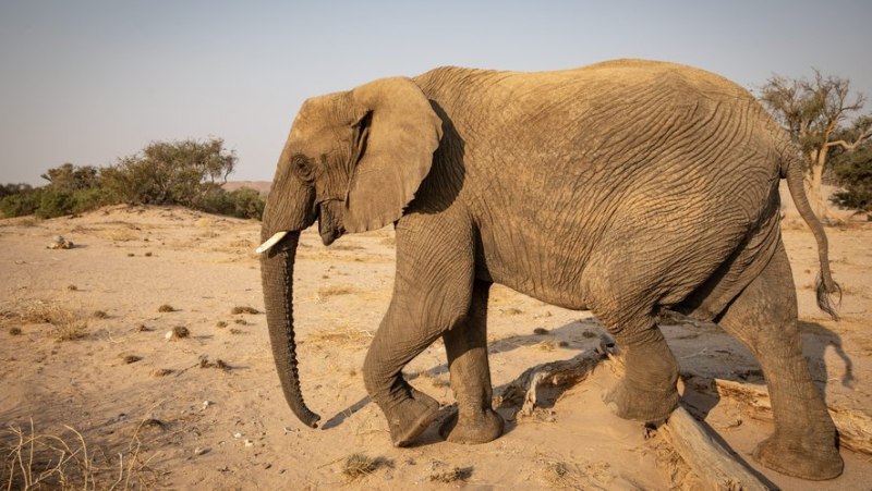 Éléphants, zèbres, hippopotames… 723 animaux sauvages vont être abattus en Namibie pour distribuer de la viande aux victimes de la sécheresse