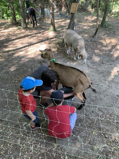 Animals from the educational farm visiting the shared gardens