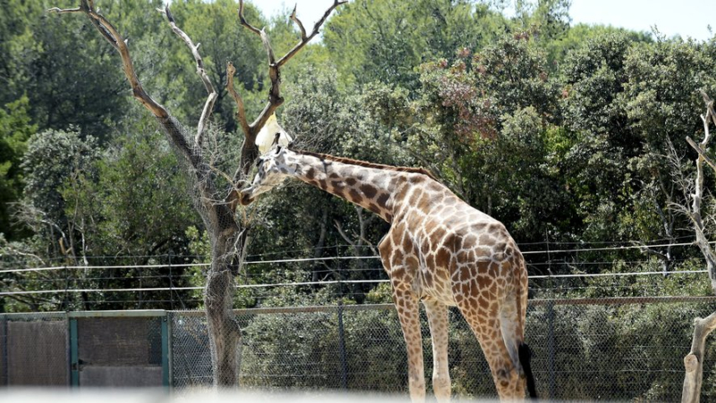 Red fire alert: the zoo, the Lez reserve and the Montmaur woods closed this Sunday, August 18 in Montpellier