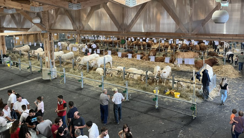 In Aumont-Aubrac, more than two hundred sheep and cattle gathered during the Qualiviande departmental agricultural competition