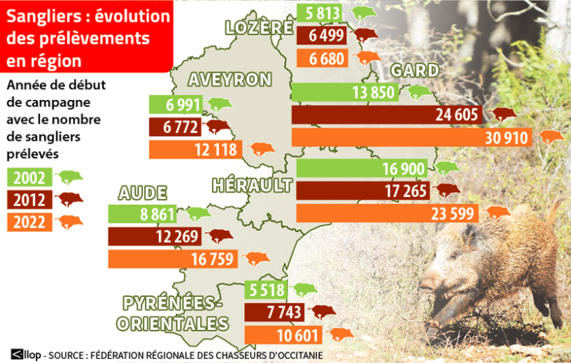 The proliferation of wild boars "requires a review of the method of compensation": Gard senator Laurent Burgoa wants the State to pay