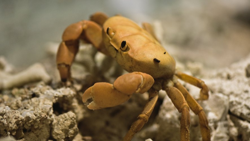 Live crabs sold at Decathlon for fishing: outraged association calls on the brand to remove these baits from its shelves