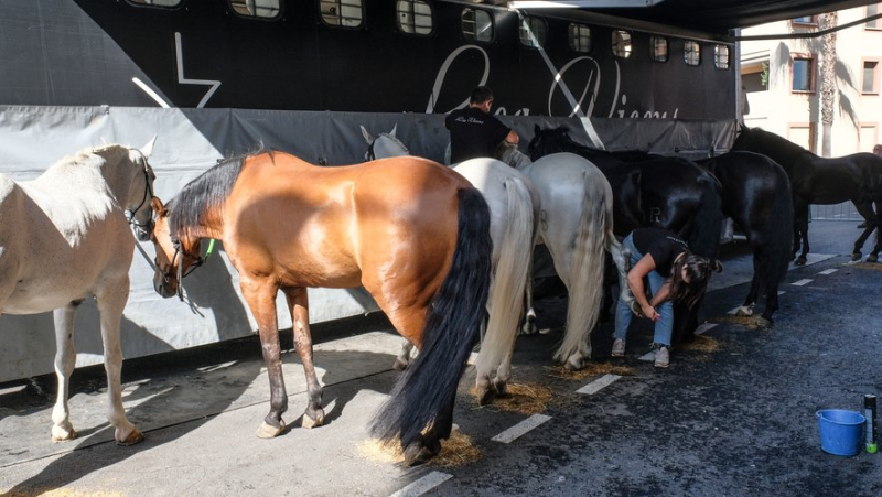 Feria de Béziers 2024 : "Rien ne peut me déstabiliser", à quelques heures de sa corrida, les coulisses de la préparation de Lea Vicens