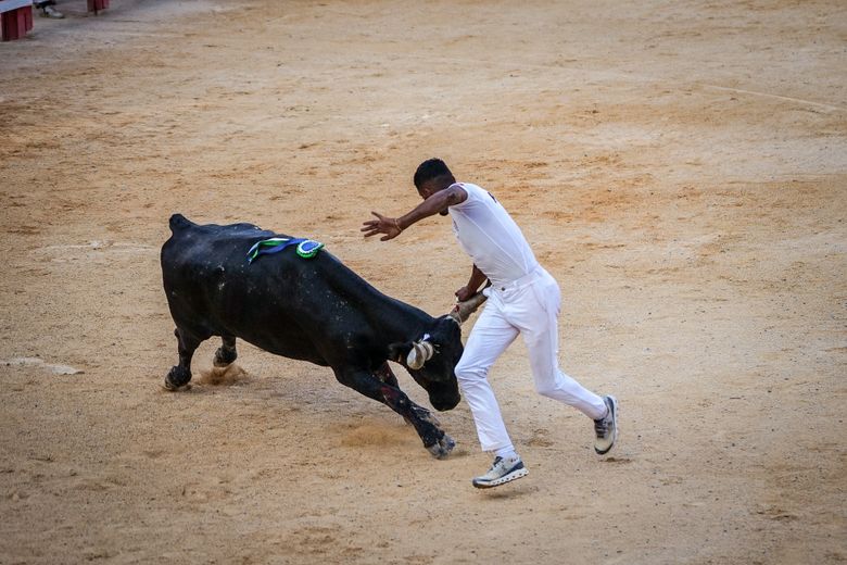 The bulls Bohémien and Castella come together for an intense finale to the Camargue race on Thursdays in Nîmes