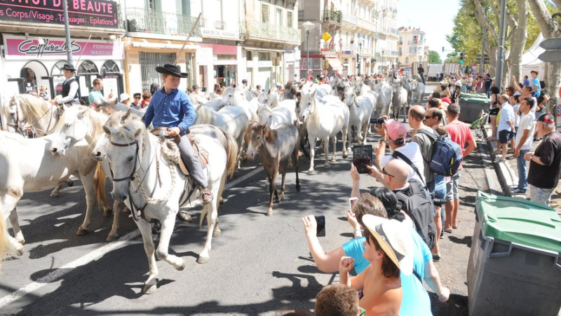 Do you know the roussataïo ? The traditional horse release is to be discovered this Wednesday near Montpellier