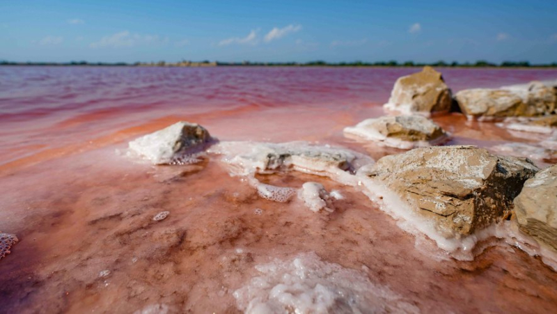 Les Salins d’Aigues-Mortes : une terre de vie au milieu de "l’or blanc"