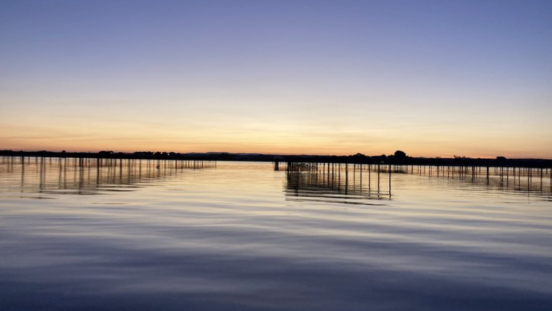 “Marine heatwave” in the Mediterranean, “underwater fires”: “no impact” for the Thau lagoon