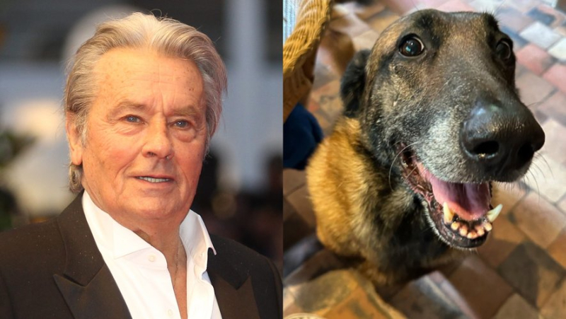 Mort d’Alain Delon : défense des droits des animaux, véritable passionné des chiens… l’amour inconditionnel du comédien pour les bêtes