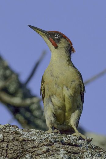 Birds of the Gard: the woodpecker, this "jackhammer" with 12,000 daily impacts on trees