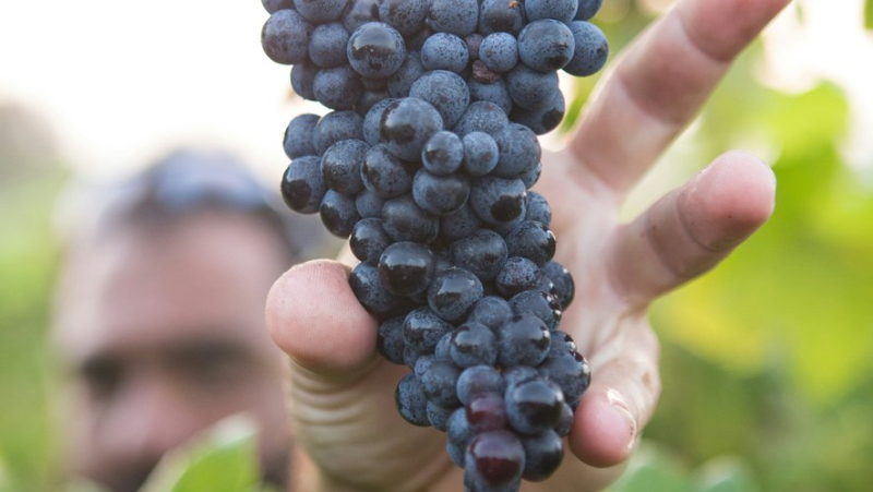 Saint-Gilles : À la découverte des vins d'exception de l'appellation "Costières de Nîmes"