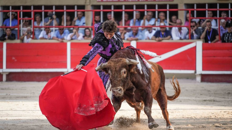 Aux arènes de Saint-Gilles, deux oreilles pour les adieux de Thomas Joubert, mais les toros gâchent la fête