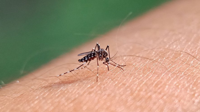 Malaria: Severity of infection varies depending on time of mosquito bite, study finds