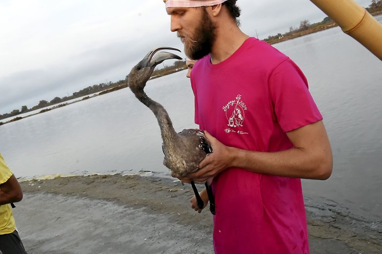 VIDEO. Ringing of young flamingos in Aigues-Mortes: what does this vast operation carried out at Salins du Midi consist of ?