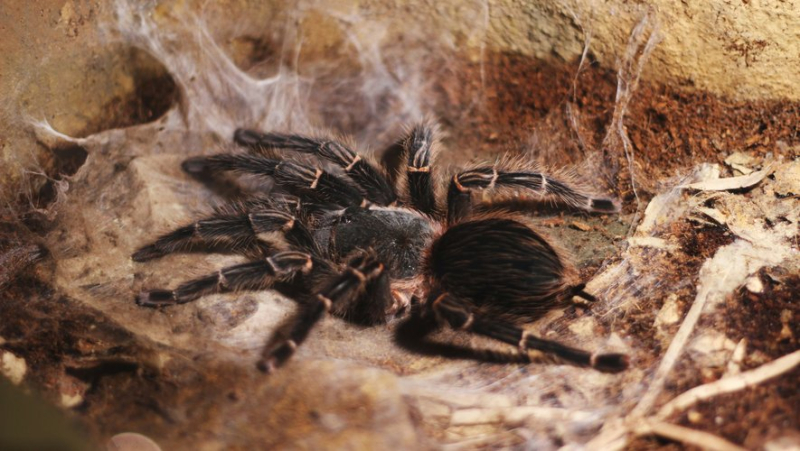 Hairy, Fleshy, and Swarming: Why Hundreds of Tarantulas Will Soon Invade the Southern United States ?