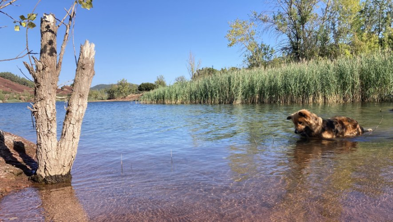 Salagou: swimming is once again authorized at the lake, restrictions are finally lifted after fifteen days of cyanobacteria alert