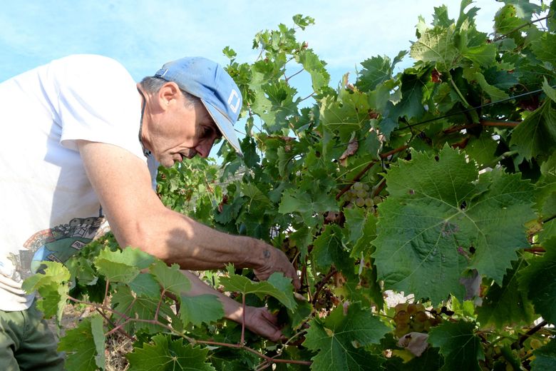 Between mildew and drought, the vines are crying for help and the winegrowers with them in the former Languedoc-Roussillon