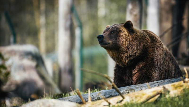 "He took my head in his mouth and I ended up on the ground": Mother attacked by bear, saved by her dog&#39;s barking