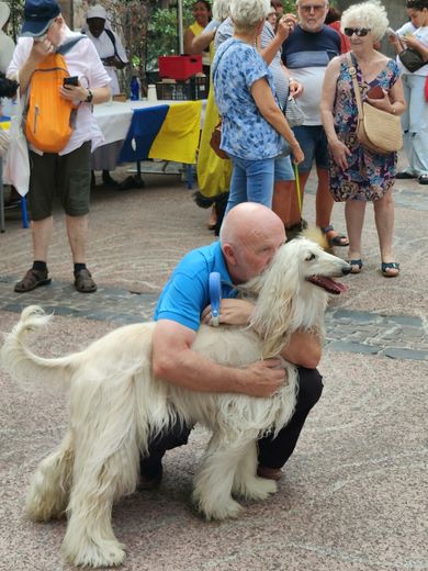 The blessing of dogs and their masters, a highlight of the Saint Roch celebrations this Friday August 16 in Montpellier